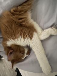 Lost Male Cat last seen Mirador idlewood, Clarkston, GA 30021