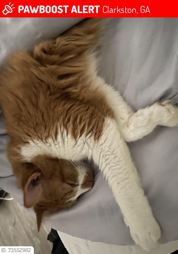 Lost Male Cat last seen Mirador idlewood, Clarkston, GA 30021