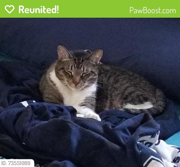 Reunited Male Cat last seen Broadway-Shafto-Martin Scoles, Clifton, NJ 07012