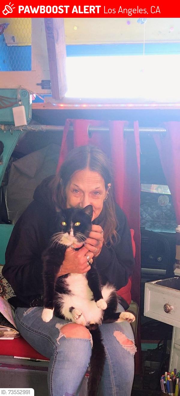 Lost Male Cat last seen Vermont and PCH, Los Angeles, CA 90710