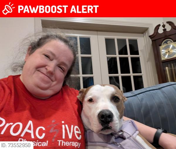 Lost Female Dog last seen Near Gilford PL and Langdale, Colorado Springs, CO 80906