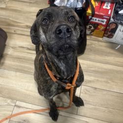 Shelter Stray Unknown Dog last seen , 124 Evergreen Ave, Newark, NJ 07114, USA