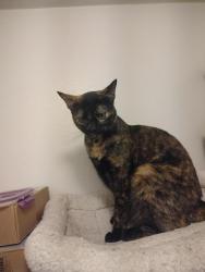 Reunited Female Cat last seen Harrison and limonite, Eastvale, CA 92880