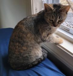 Lost Female Cat last seen 6th street, Dover, NH 03820