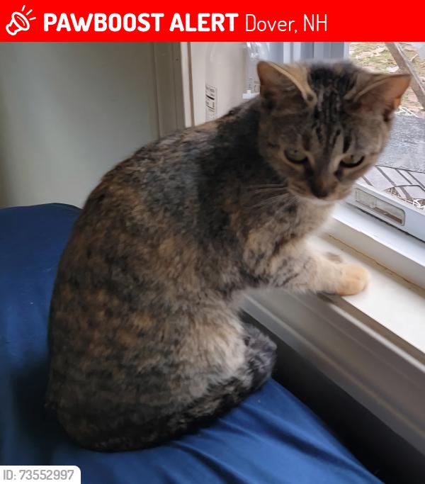 Lost Female Cat last seen 6th street, Dover, NH 03820
