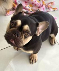 Reunited Female Dog last seen Near SW 66th St, Miami, FL 33193, USA, Miami, FL 33193