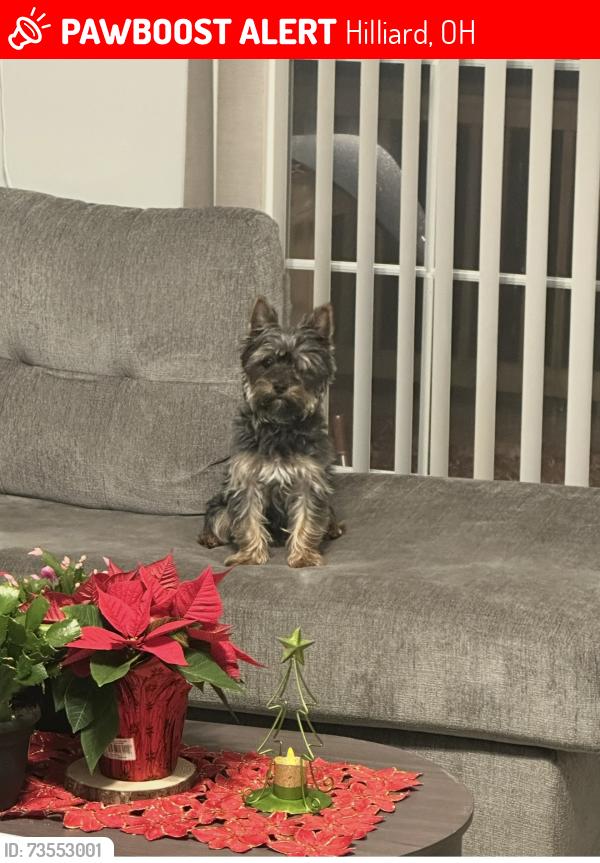 Lost Male Dog last seen Close snow Dr, Hilliard, OH 43026