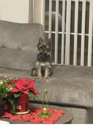 Lost Male Dog last seen Close snow Dr, Hilliard, OH 43026