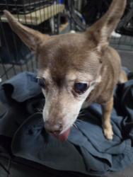 Reunited Female Dog last seen Near S Buffalo Dr, Las Vegas, NV 89113, Las Vegas, NV 89113