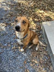 Reunited Male Dog last seen Armuchee, Armuchee, GA 30105