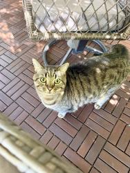 Reunited Male Cat last seen Belle oak villas, Largo, FL 33771