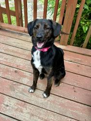 Reunited Female Dog last seen Behind Lenoir Veterinary hosp, Lenoir, NC 28645