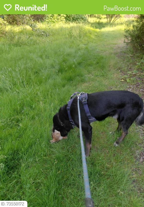 Reunited Male Dog last seen Colwood. Golf course, Portland, OR 97218