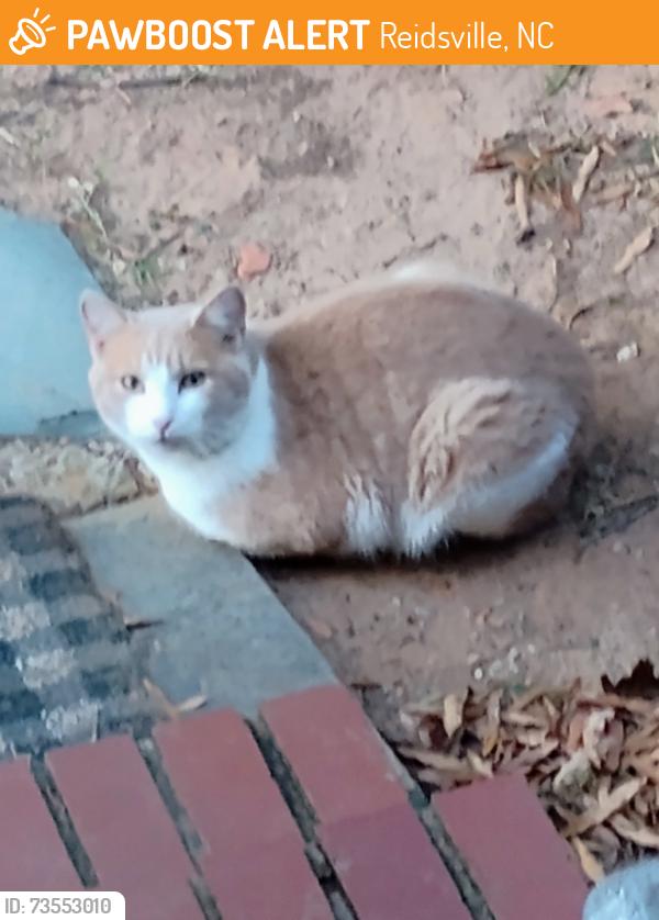Found/Stray Male Cat last seen Hwy 158 church st. Reidsville nc, Reidsville, NC 27320