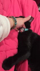 Found/Stray Unknown Cat last seen Near phelps, District Heights, MD 20747