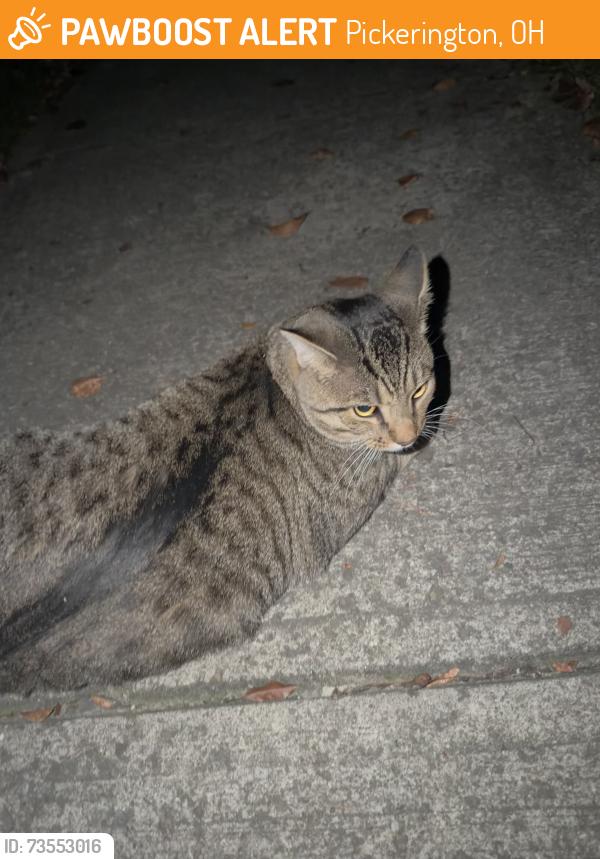 Found/Stray Unknown Cat last seen Knightsbridge dr pickerington, Pickerington, OH 43147