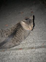 Found/Stray Unknown Cat last seen Knightsbridge dr pickerington, Pickerington, OH 43147