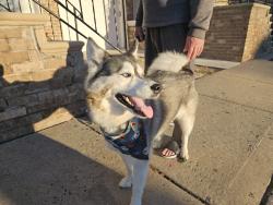 Found/Stray Female Dog last seen Richmond Hill rd, Staten Island, NY 10314