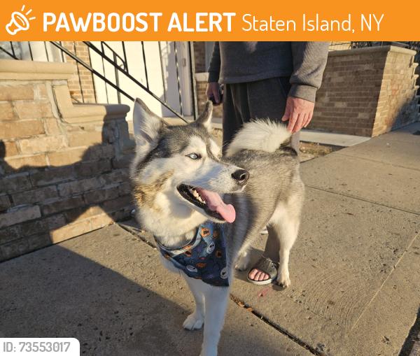 Found/Stray Female Dog last seen Richmond Hill rd, Staten Island, NY 10314
