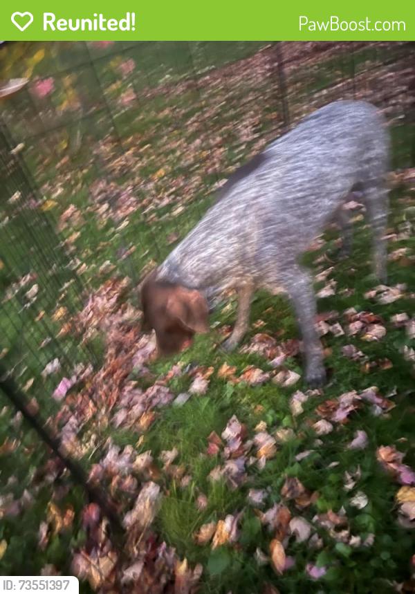 Reunited Unknown Dog last seen Near Wedgewood, Worcester, MA 01602