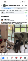 Reunited Female Dog last seen Tustenuggee and camorah, Fort White, FL 32038