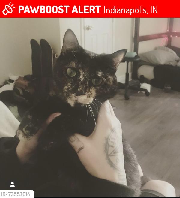 Lost Female Cat last seen Woods Crossing Lane, Indianapolis, IN 46239