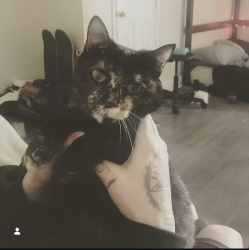 Lost Female Cat last seen Woods Crossing Lane, Indianapolis, IN 46239