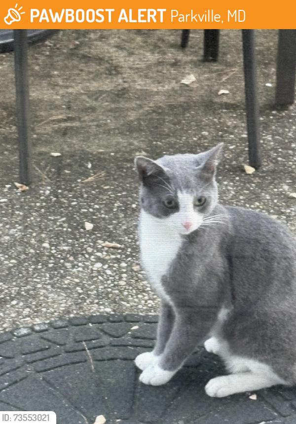 Found/Stray Male Cat last seen Avondale Road, Parkville, MD 21234