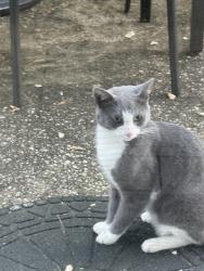 Found/Stray Male Cat last seen Avondale Road, Parkville, MD 21234
