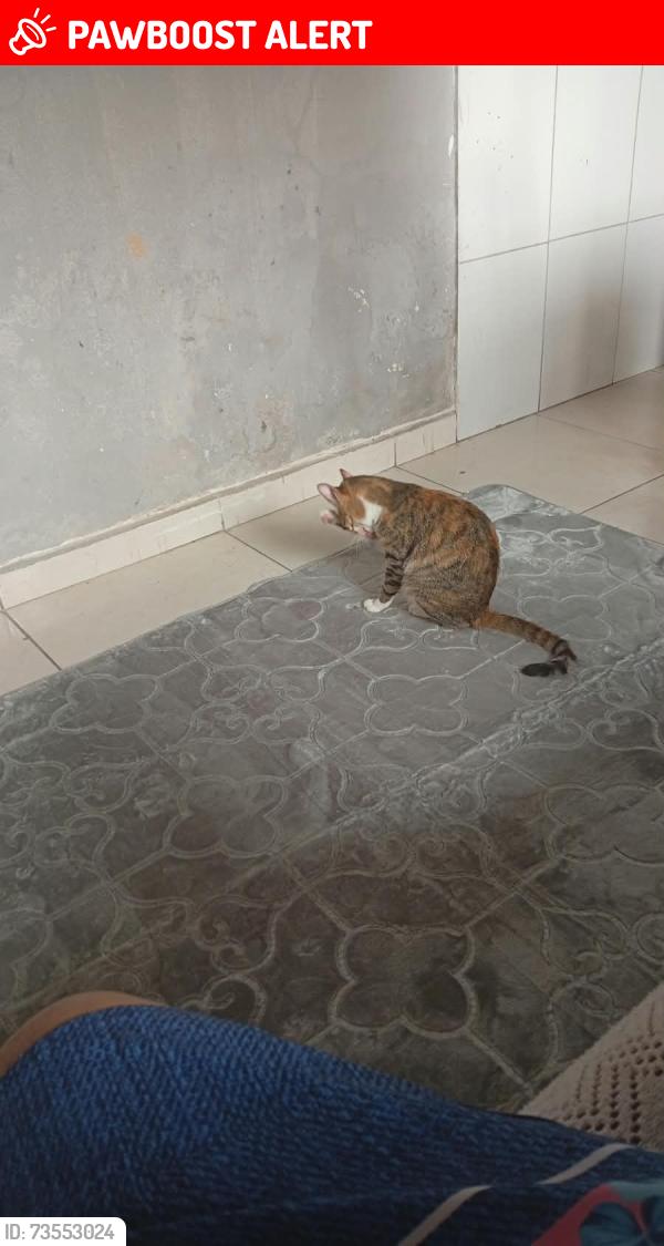 Lost Female Cat last seen Deixei em casa quando voltei n estava maís, Jardim Irmã Dolores, SP 