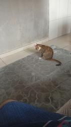 Lost Female Cat last seen Deixei em casa quando voltei n estava maís, Jardim Irmã Dolores, SP 