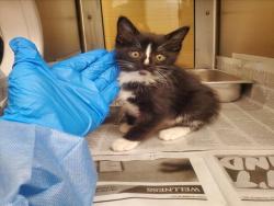 Shelter Stray Male Cat last seen Near BLOCK N TALLYRAND RD, WICHITA KS 67206, 3303 N Hillside St, Wichita, KS 67219, USA
