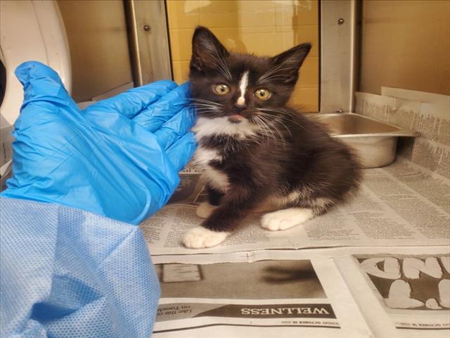 Shelter Stray Male Cat last seen Near BLOCK N TALLYRAND RD, WICHITA KS 67206, 3303 N Hillside St, Wichita, KS 67219, USA