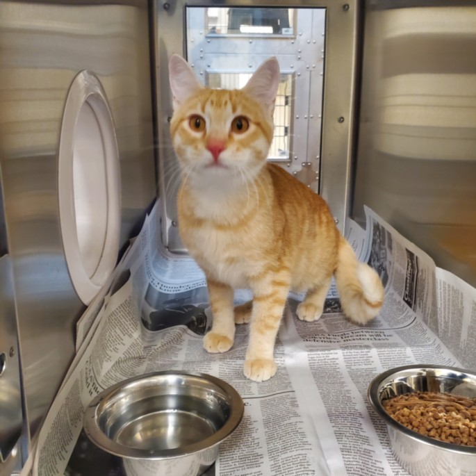 Shelter Stray Male Cat last seen Near BLOCK N WALNUT CREEK DR, DERBY KS 67037, 3303 N Hillside St, Wichita, KS 67219, USA