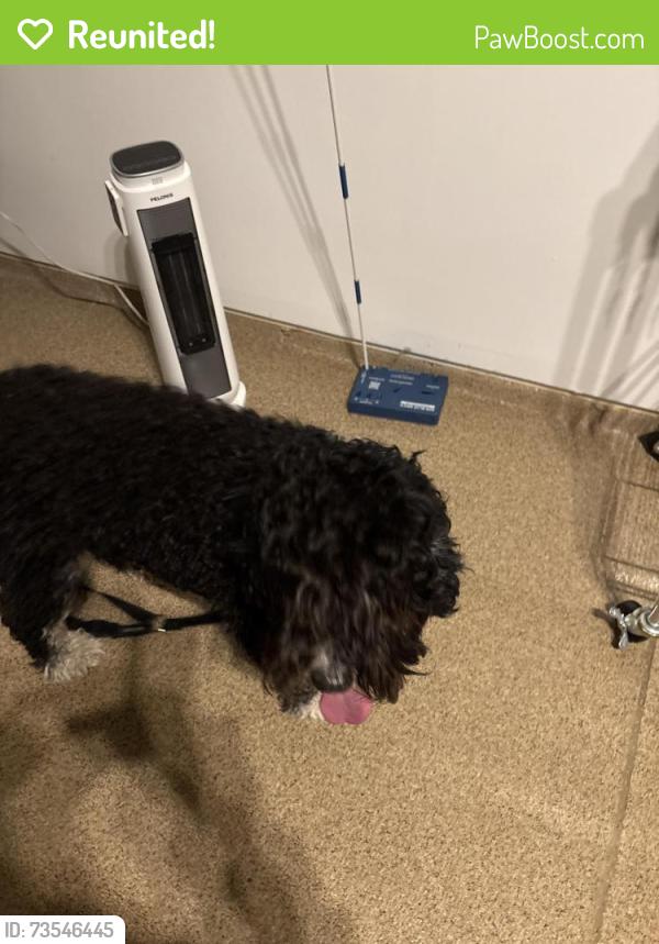 Reunited Female Dog last seen Rt 19 rt 79, Washington, PA 15301