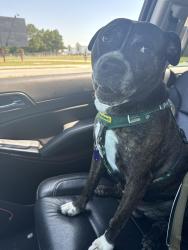 Lost Male Dog last seen Turtle point dr & Lafayette rd, Harnett County, NC 27526