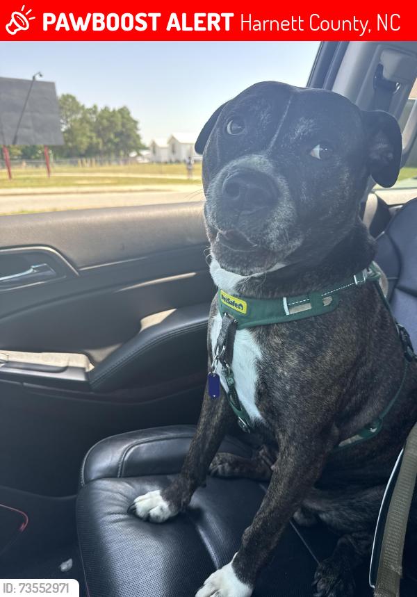 Lost Male Dog last seen Turtle point dr & Lafayette rd, Harnett County, NC 27526
