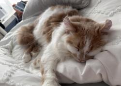 Reunited Female Cat last seen Anderson mountain road/rolling view lane, Lincoln County, NC 28650