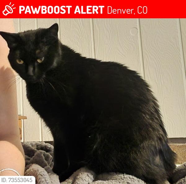 Lost Female Cat last seen 19th and wadsworth, Denver, CO 80214