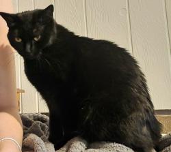 Lost Female Cat last seen 19th and wadsworth, Denver, CO 80214