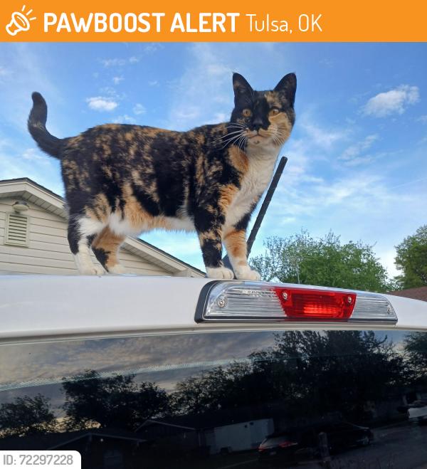 Found/Stray Female Cat last seen South of east central high school, Tulsa, OK 74129