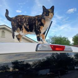 Found/Stray Female Cat last seen South of east central high school, Tulsa, OK 74129