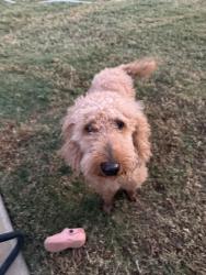Found/Stray Female Dog last seen Winchester park, Chandler, TX 75758