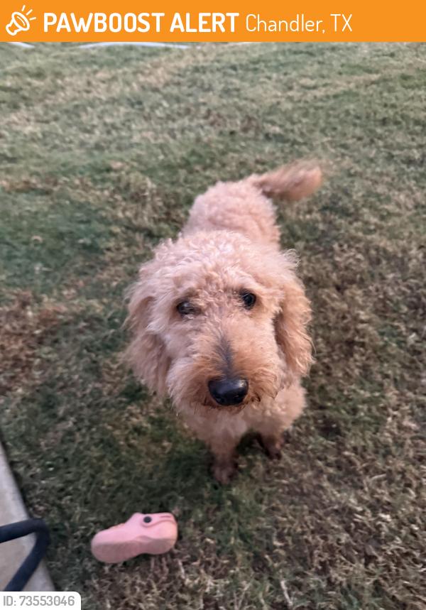 Found/Stray Female Dog last seen Winchester park, Chandler, TX 75758