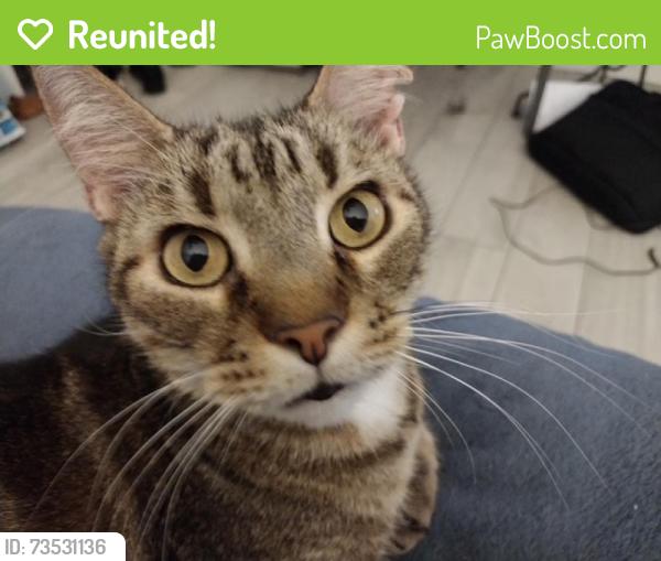 Reunited Male Cat last seen Emerald Lakes cndmniums in Naples, Fl. building 7725 apt. 103, Naples, FL 34109