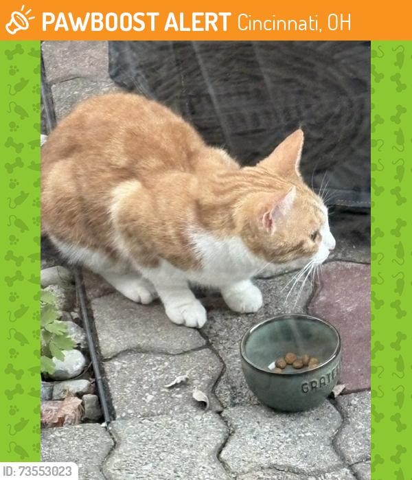 Found/Stray Unknown Cat last seen Longmeadow Lane near Ridge Rd, Amberley Village, Cincinnati, OH 45236