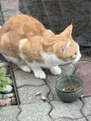 Found/Stray Unknown Cat last seen Longmeadow Lane near Ridge Rd, Amberley Village, Cincinnati, OH 45236
