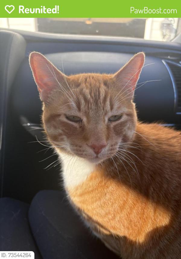 Reunited Male Cat last seen Canton orthodontics, Canton, GA 30114