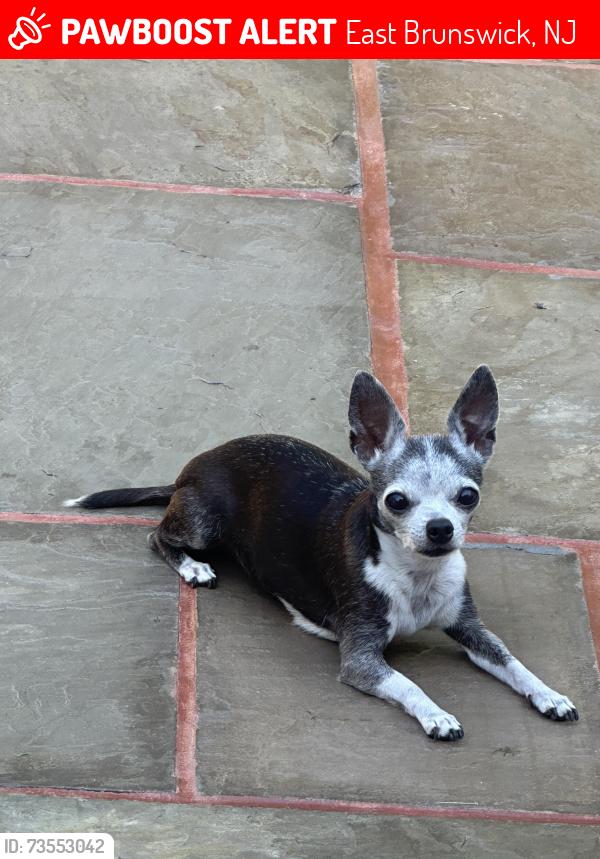 Lost Female Dog last seen Pawnee rd East Brunswick,NJ 08816, East Brunswick, NJ 08816