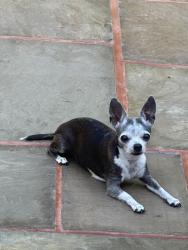 Lost Female Dog last seen Pawnee rd East Brunswick,NJ 08816, East Brunswick, NJ 08816